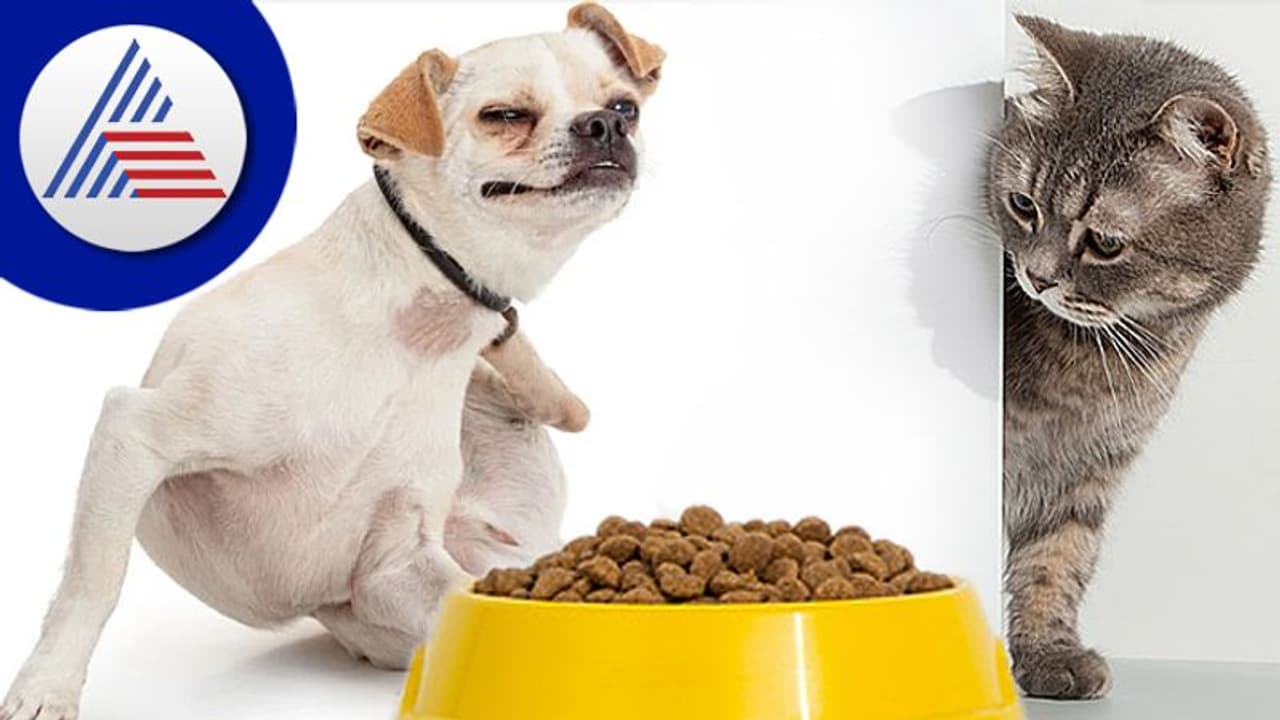 Pet Care: ಮನುಷ್ಯರಿಗೆ ಮಾತ್ರವಲ್ಲ ಸಾಕುಪ್ರಾಣಿಗೂ ಫುಡ್ ಅಲರ್ಜಿಯಾಗುತ್ತೆ ! Pet Care: ಮನುಷ್ಯರಿಗೆ ಮಾತ್ರವಲ್ಲ ಸಾಕುಪ್ರಾಣಿಗೂ ಫುಡ್ ಅಲರ್ಜಿಯಾಗುತ್ತೆ !