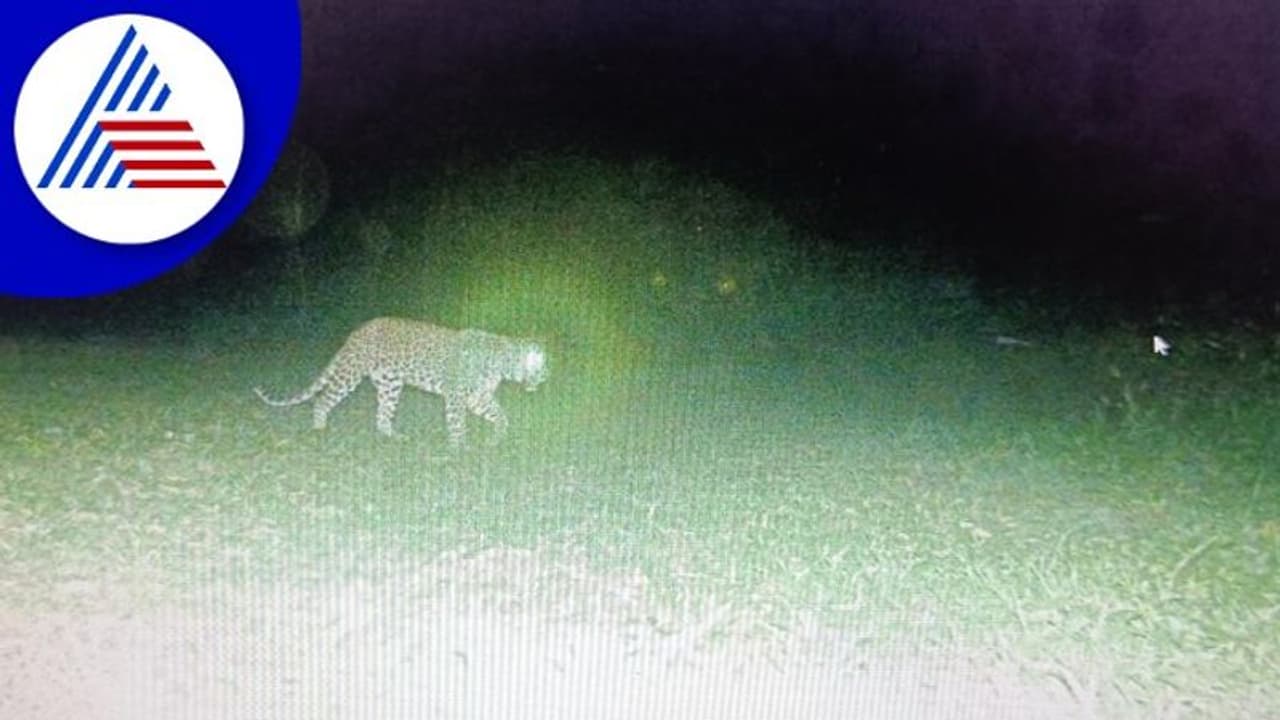 Belagavi: ಅರಣ್ಯ ಇಲಾಖೆ ಸಿಬ್ಬಂದಿ ಚಳ್ಳೆಹಣ್ಣು ತಿನಿಸುತ್ತಿರುವ ಚಾಣಾಕ್ಷ ಚಿರತೆ