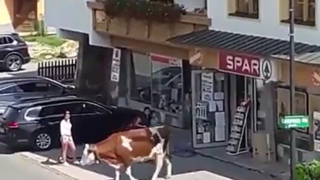 Viral Video : സൂപ്പര്‍മാര്‍ക്കറ്റില്‍ നിന്നിറങ്ങിവരുന്ന പശു; രസകരമായ വീഡിയോ