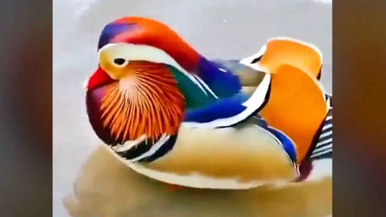 Watch: Mandarin duck’s swim time will blow your mind! Watch: Mandarin duck’s swim time will blow your mind!