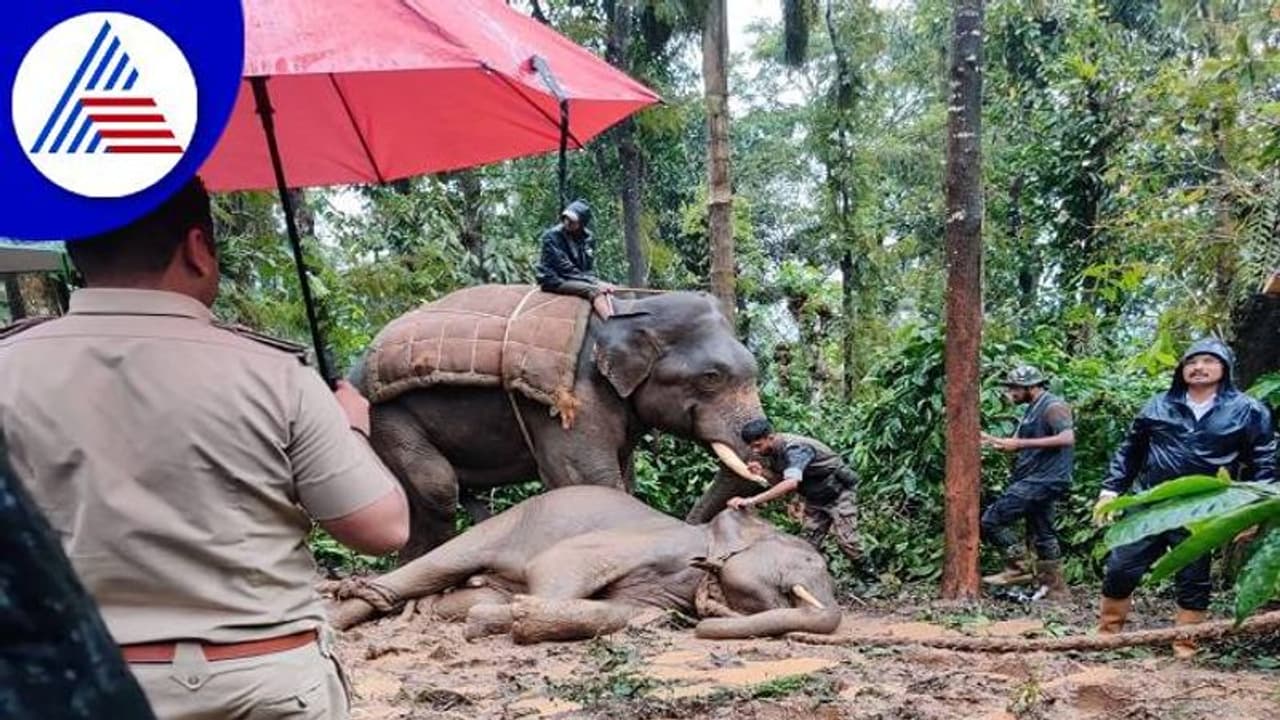 ಚಿಕ್ಕಮಗಳೂರು: ಮೋಹಿನಿ ಬಲೆಗೆ ಬಿದ್ದ ಮದಗಜ, ನಿಟ್ಟುಸಿರು ಬಿಟ್ಟ ಜನತೆ..!