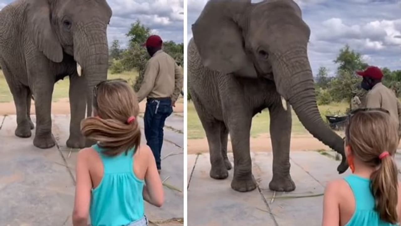 Elephant Video : കൊച്ചുപെണ്‍കുട്ടിയോട് ആനയുടെ പ്രതികരണം; രസകരമായ വീഡിയോ