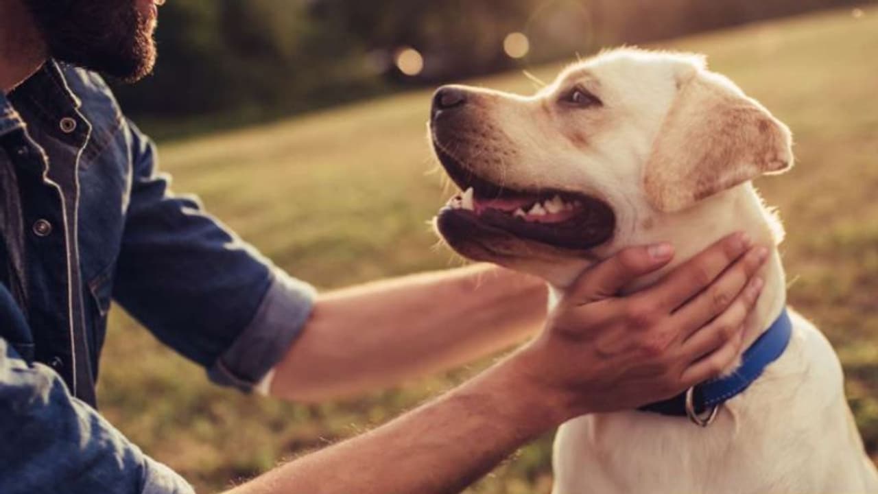 International Dog Day: ഇന്ന് ലോക നായ ദിനം; പേവിഷബാധയേറ്റ നായയുടെ ലക്ഷണങ്ങൾ എന്തൊക്കെ?