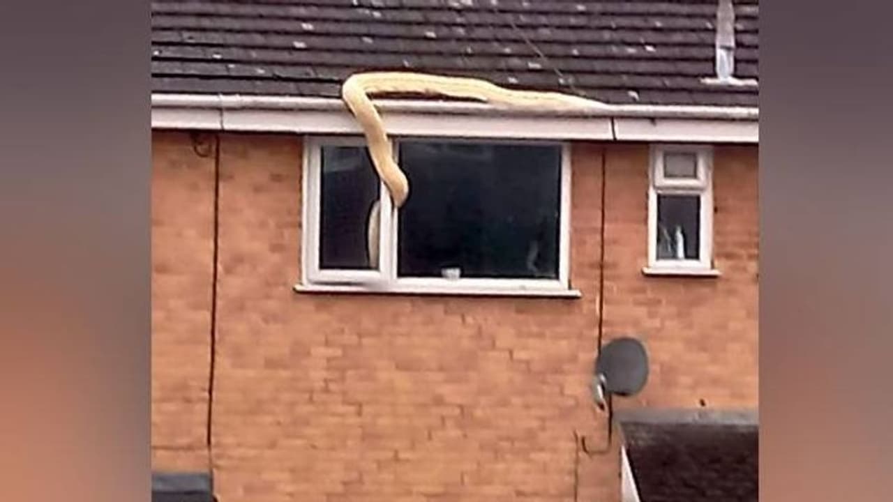 വീടിനകത്തേക്ക് കടക്കാനൊരുങ്ങി അയൽക്കാർ വളർത്തുന്ന കൂറ്റൻ ബർമീസ് പെരുമ്പാമ്പ്, പേടിച്ചരണ്ട് ജനങ്ങൾ, ഒടുവിൽ