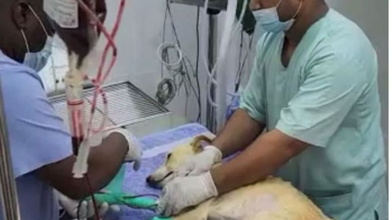 വെടിയേറ്റ നിലയില്‍ കണ്ടെത്തിയ നായയ്ക്ക് രക്തം നല്‍കാന്‍ അഞ്ച് നായ്ക്കളെ ദുബൈയില്‍ നിന്ന് റാസല്‍ഖൈമയിലെത്തിച്ചു