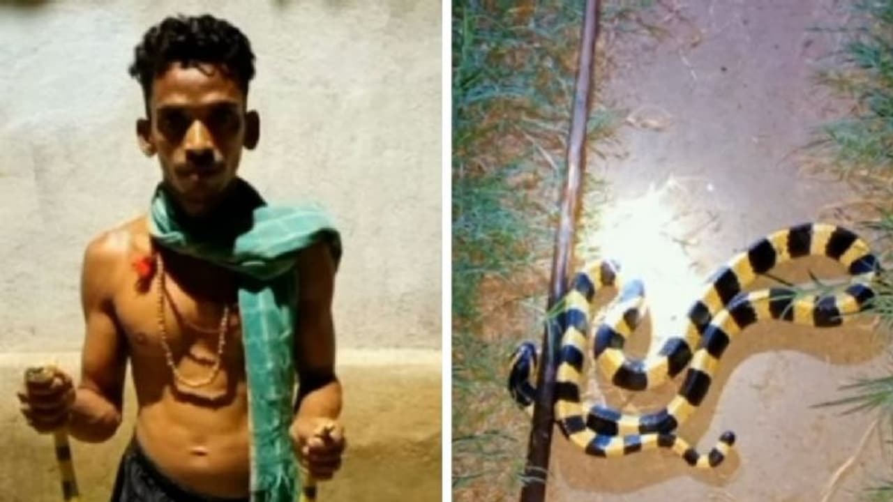 Youtuber Arrested : യൂട്യൂബ് ചാനല്‍ വീഡിയോകള്‍ക്കായി മൂര്‍ഖനടക്കമുള്ള പാമ്പുകള്‍ കൈവശം; യുവാവ് കുടുങ്ങി