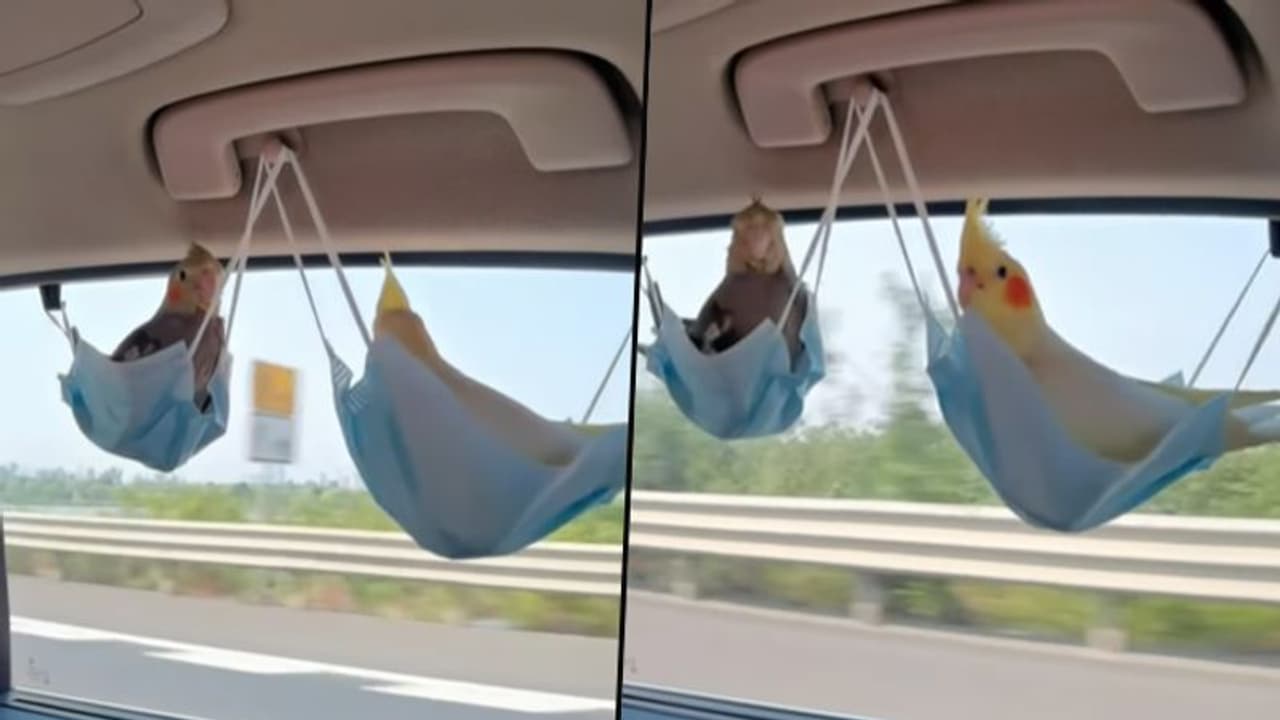 Parrots sitting in unusual seats made of face masks; viral video delighted netizens