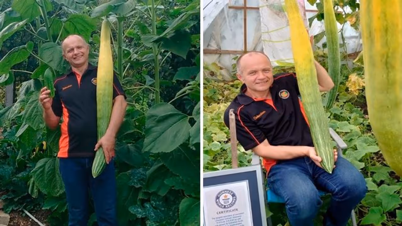 किसान के खेत में उगा अनोखा खीरा और बन गया रिकॉर्ड, जानिए कहां का है मामला किसान के खेत में उगा अनोखा खीरा और बन गया रिकॉर्ड, जानिए कहां का है मामला