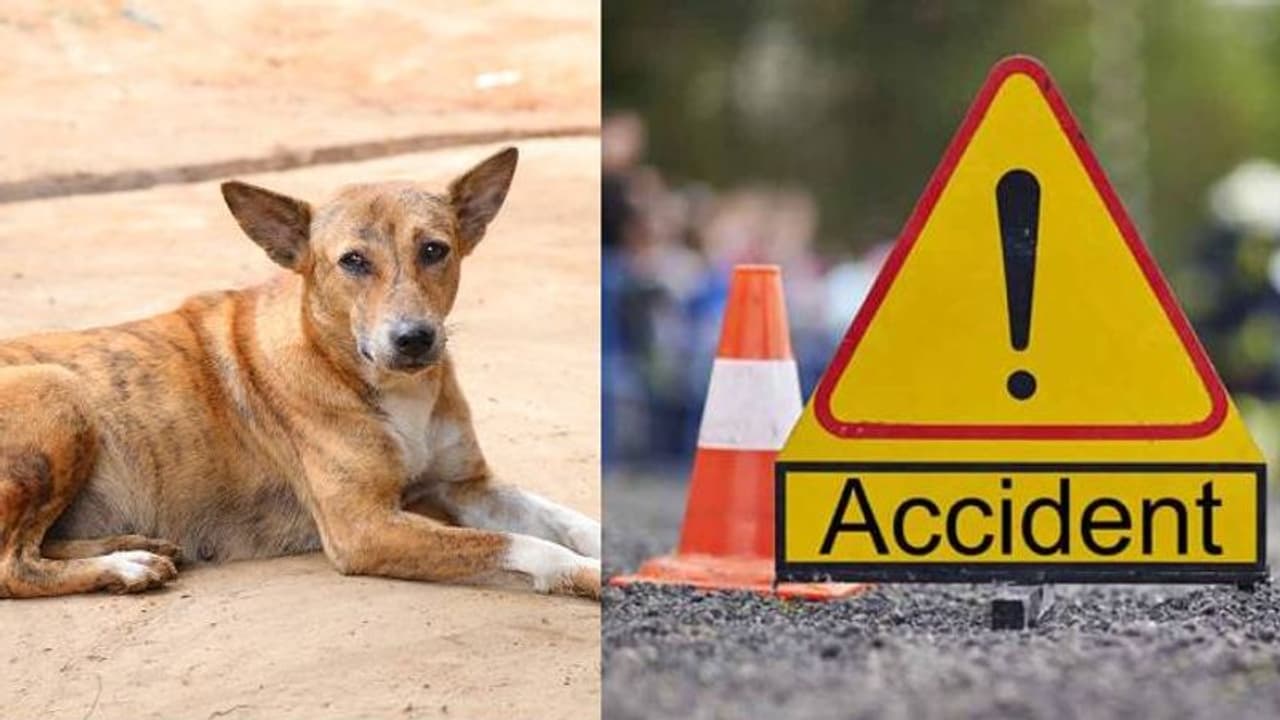 നായയെ രക്ഷിക്കാൻ ശ്രമിക്കുന്നതിനിടെ വാൻ ഇടിച്ച് 24കാരന് ദാരുണാന്ത്യം