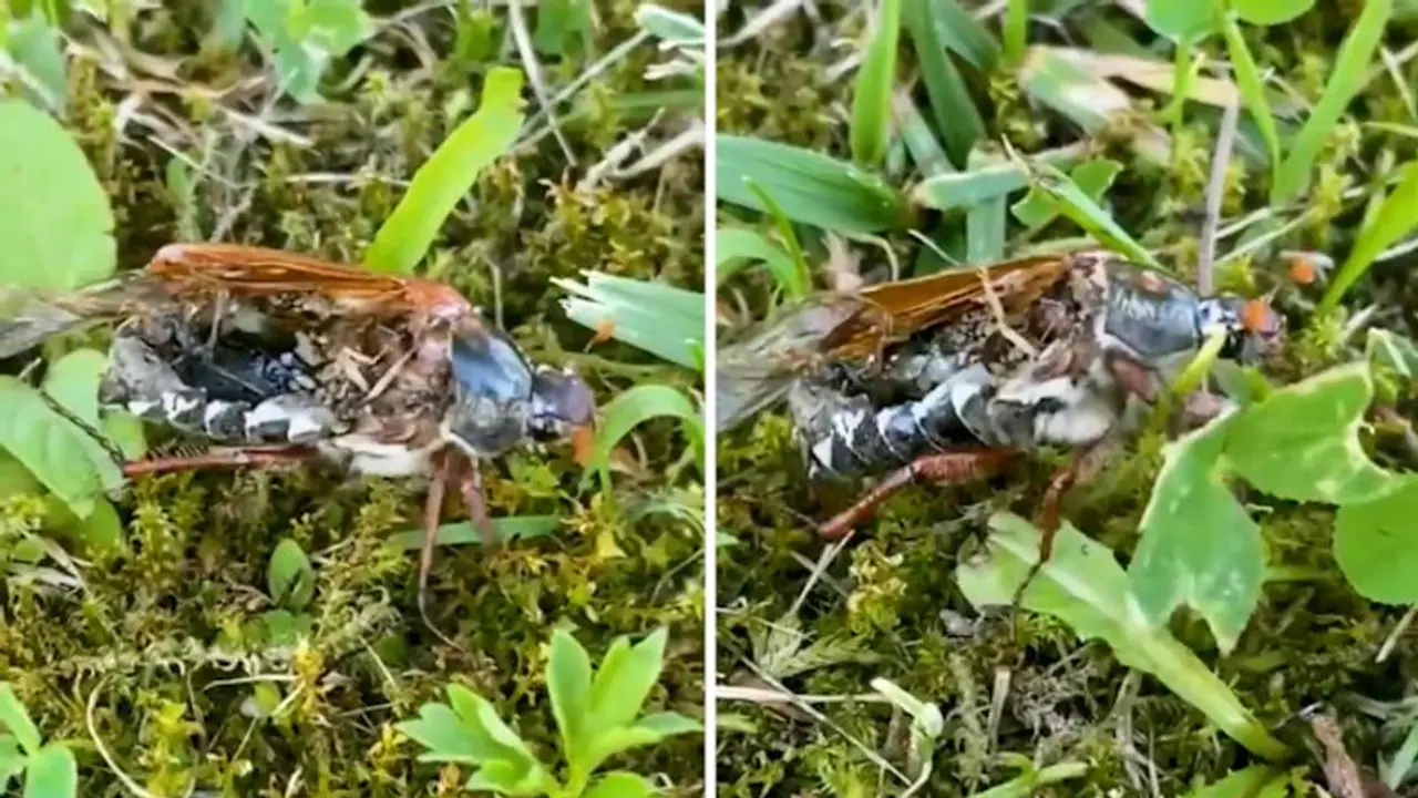 Video of zombie bug moving over grassland goes viral; Netizens are left terrified