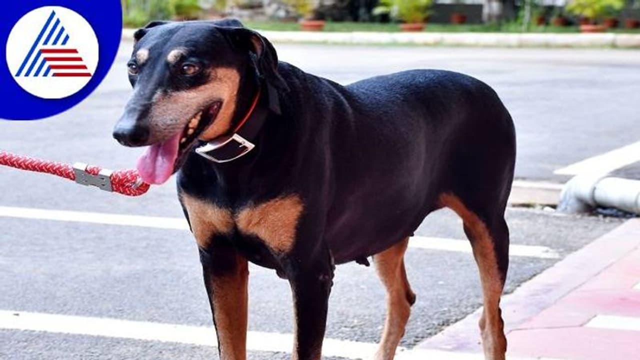 ದಾವಣಗೆರೆ: ಲೇಡಿ ಸಿಂಗಂ ಇನ್ನಿಲ್ಲ, ಕ್ರಿಮಿನಲ್‌ಗಳಿಗೆ ಸಿಂಹಸ್ವಪ್ನವಾಗಿದ್ದ ತುಂಗಾ ಇನ್ನು ನೆನಪು ಮಾತ್ರ..!