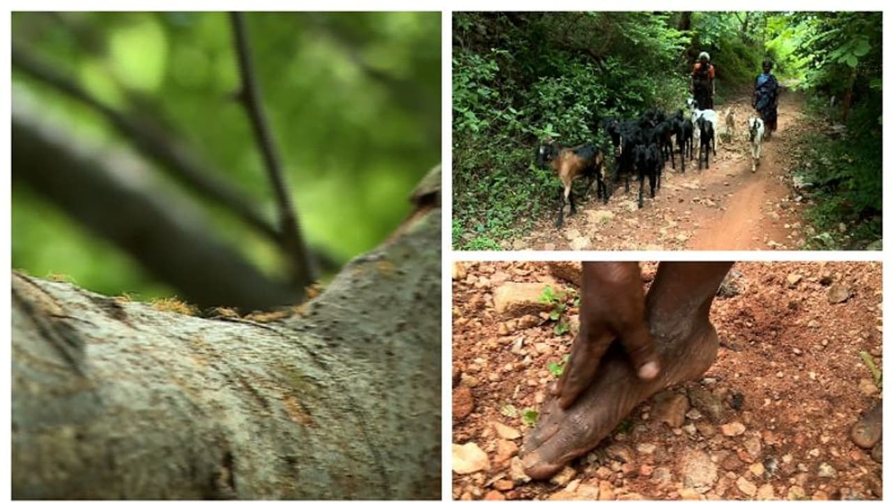 ഉറുമ്പുകൾ കാരണം നാട് വിടുന്ന ഒരു കൂട്ടം മനുഷ്യർ; ചോണനുറുമ്പുകൾ പെരുകി ജീവിതം വഴിമുട്ടി ഈ ഗ്രാമീണർ ഉറുമ്പുകൾ കാരണം നാട് വിടുന്ന ഒരു കൂട്ടം മനുഷ്യർ; ചോണനുറുമ്പുകൾ പെരുകി ജീവിതം വഴിമുട്ടി ഈ ഗ്രാമീണർ