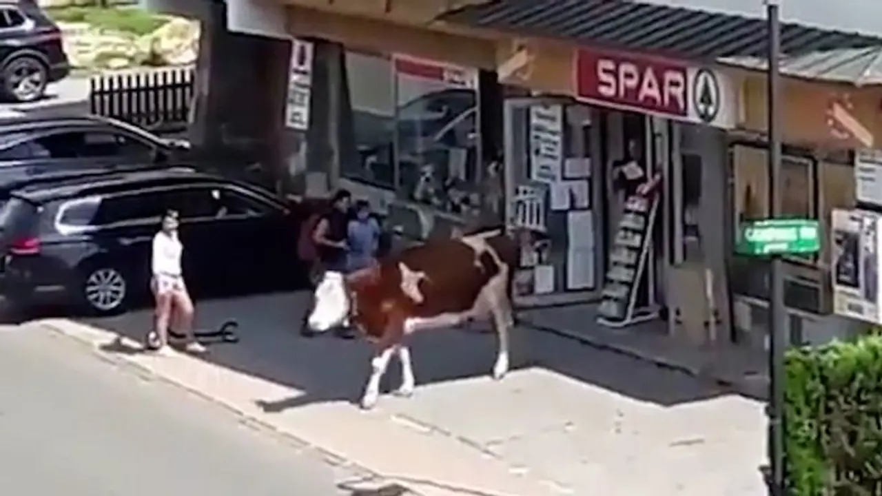 Watch: Cow walking out casually from supermarket in Austria goes viral; netizens amused