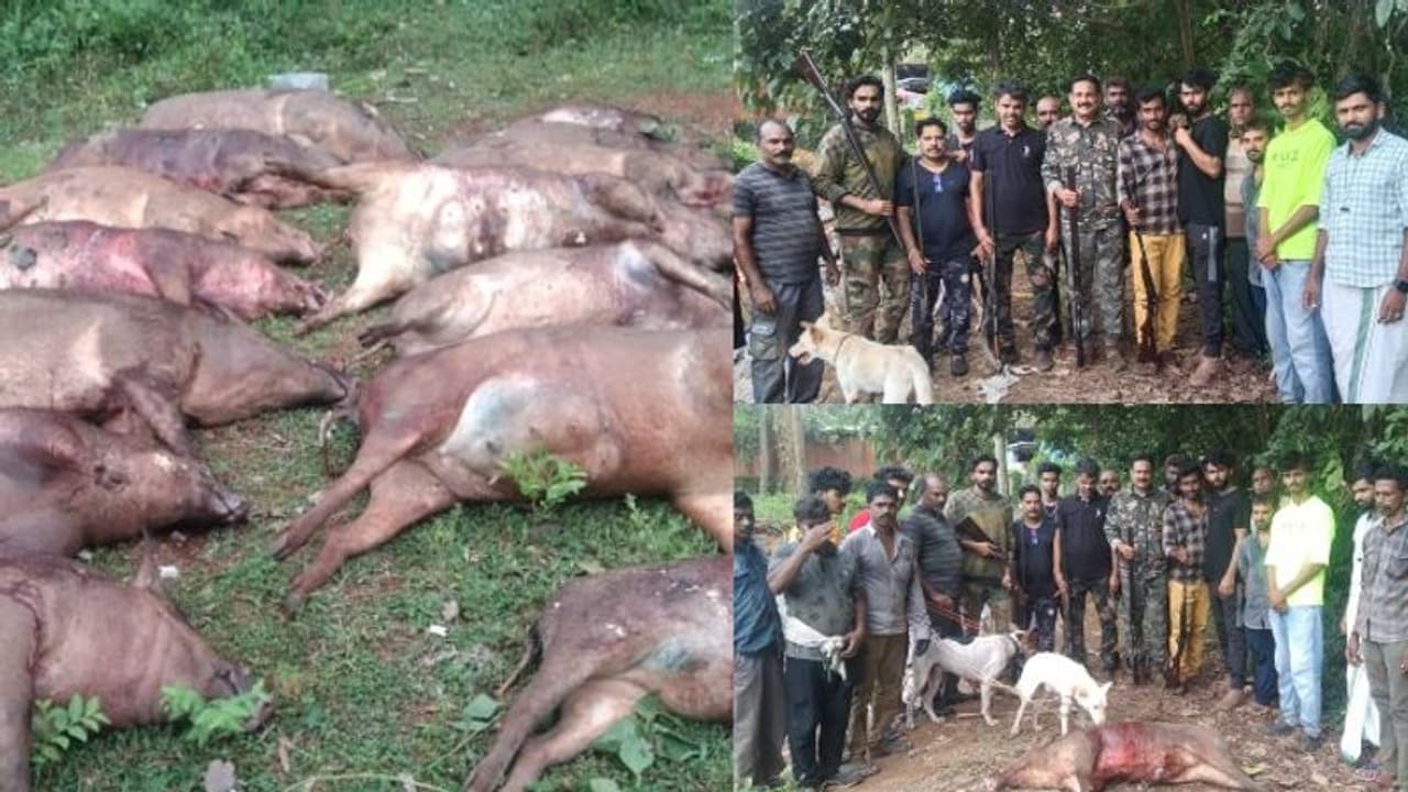 പട്ടാമ്പിയിൽ 19 കാട്ടുപന്നികളെ വെടിവച്ചു കൊന്നു പട്ടാമ്പിയിൽ 19 കാട്ടുപന്നികളെ വെടിവച്ചു കൊന്നു