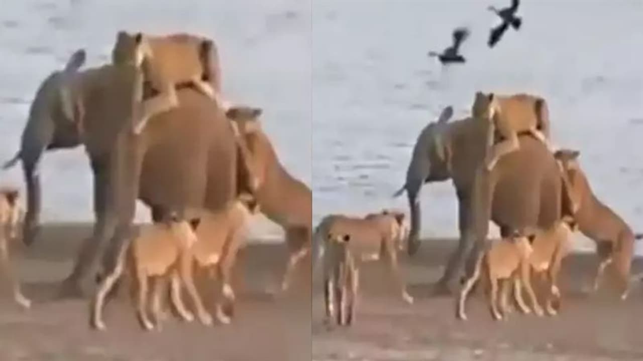 14 शेरों ने किया हाथी के बच्चे पर हमला, 2 चढ़ गए पीठ पर लेकिन नहीं हारी हिम्मत, देखें कैसे खदेड़ा 14 शेरों ने किया हाथी के बच्चे पर हमला, 2 चढ़ गए पीठ पर लेकिन नहीं हारी हिम्मत, देखें कैसे खदेड़ा