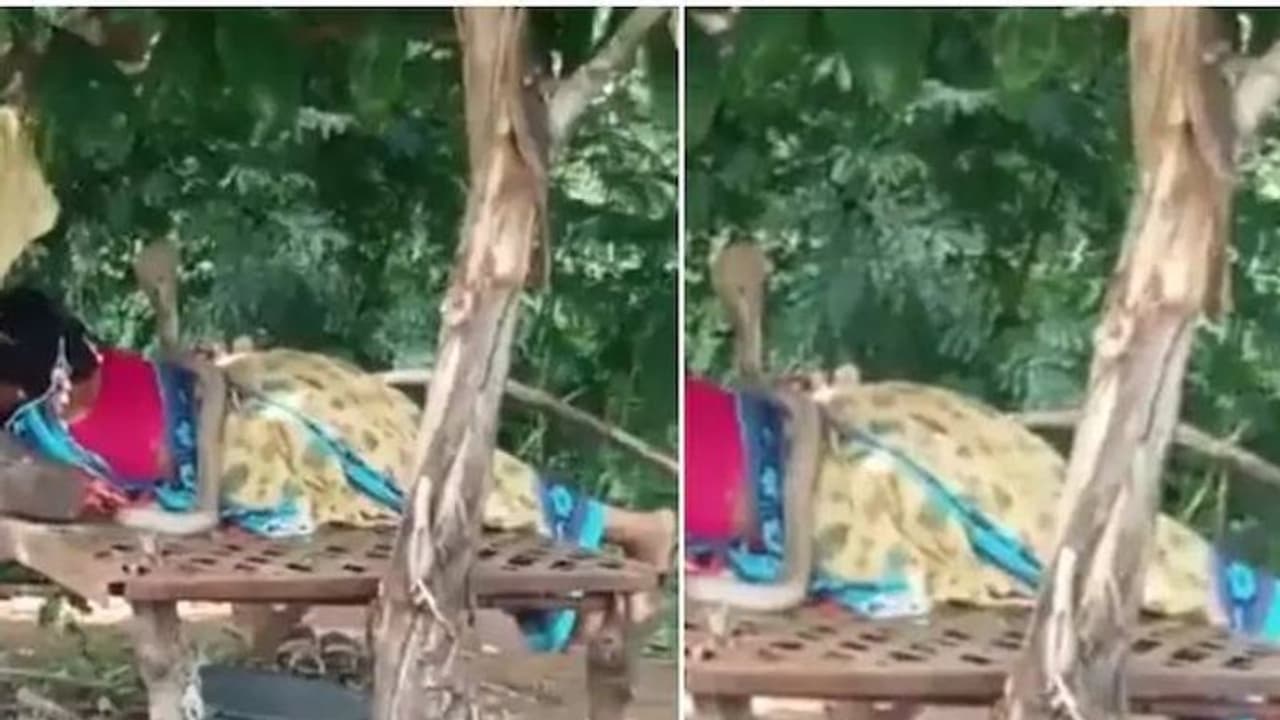 ഉറങ്ങിക്കിടന്ന സ്ത്രീയുടെ ശരീരത്തിൽ പത്തിവിടർത്തി കൊത്താനൊരുങ്ങി പാമ്പ്, പിന്നീട് സംഭവിച്ചത്...