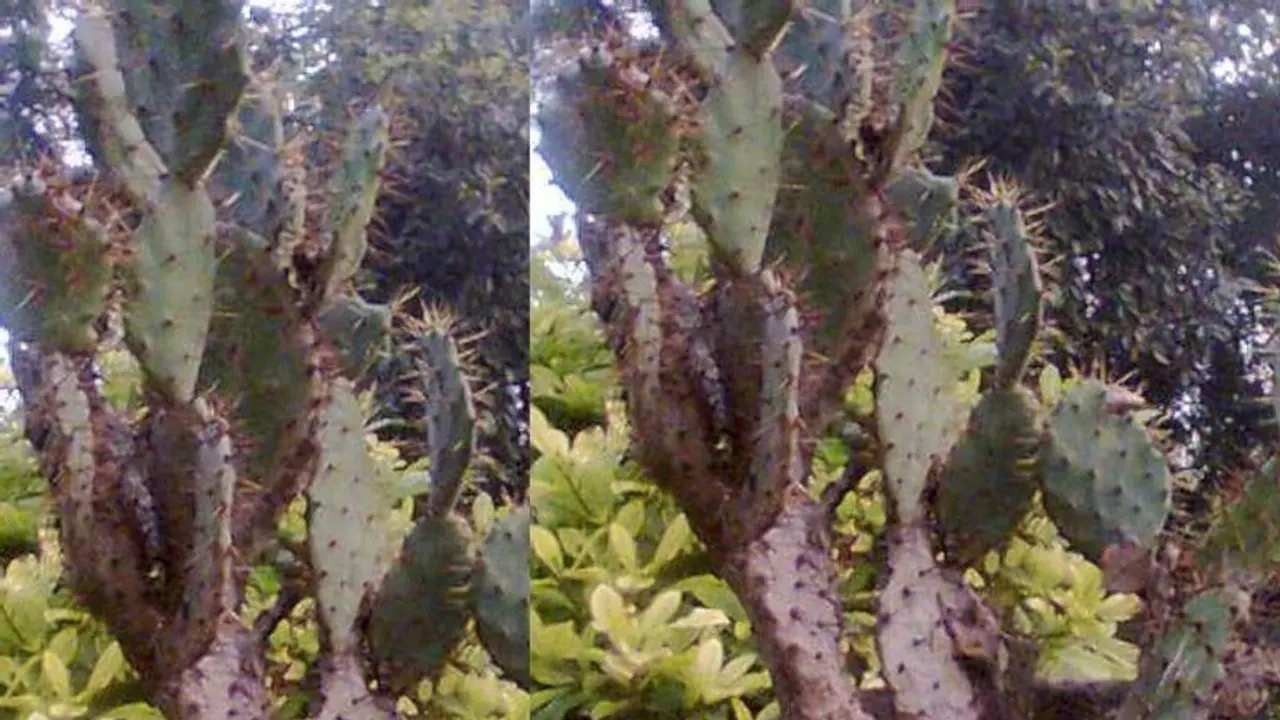  চারটি শারীরিক সমস্যা থেকে মুক্তি দেয় ফণিমনসা, স্বাস্থ্যের জন্য কাঁটা যুক্ত ক্যাকটাস খুবই উপকারী 