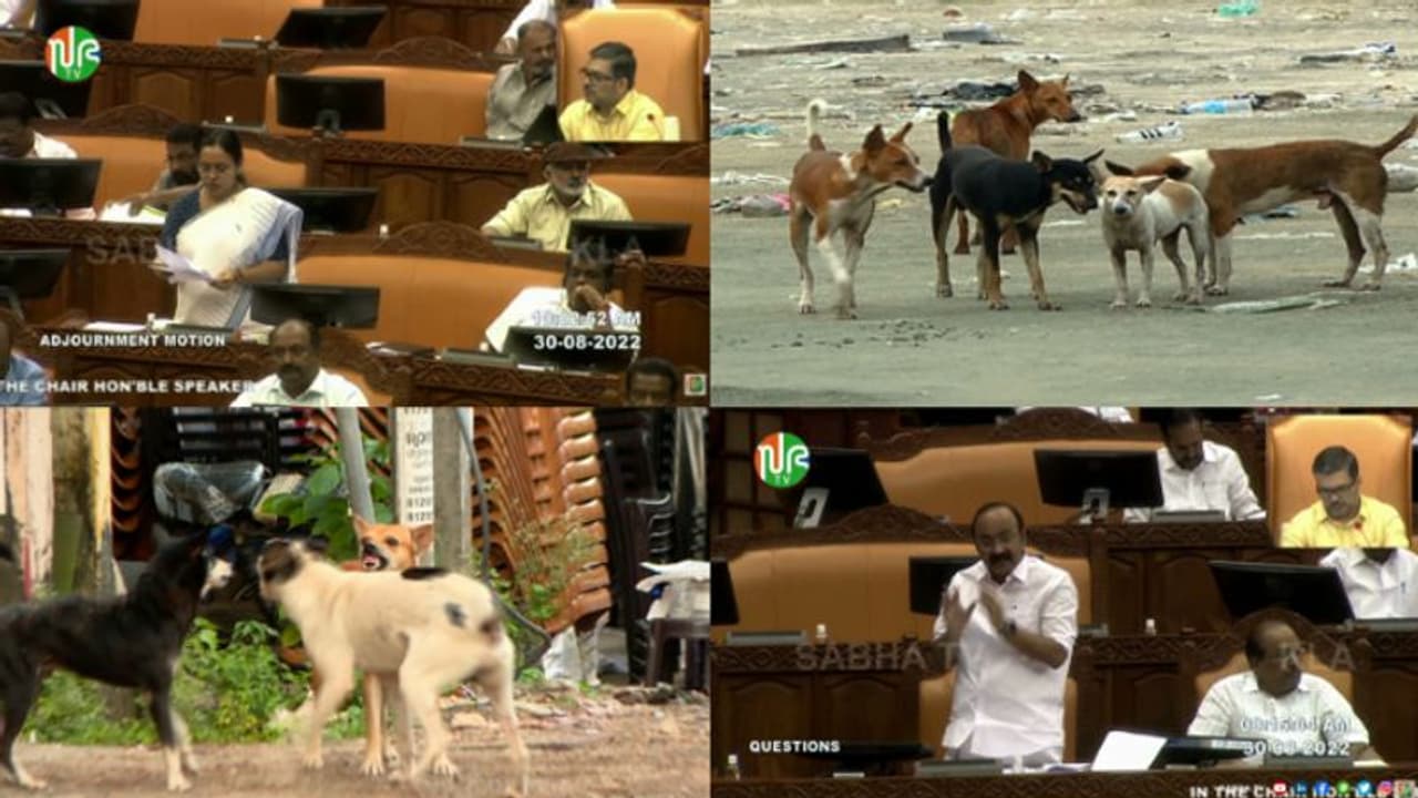 ലോകായുക്തയുടെ അല്ല പട്ടിയുടെ പല്ലാണ് സർക്കാർ പറിക്കേണ്ടതെന്ന് പ്രതിപക്ഷം: പേവിഷ ആശങ്ക ശരിവച്ച് മുഖ്യമന്ത്രി