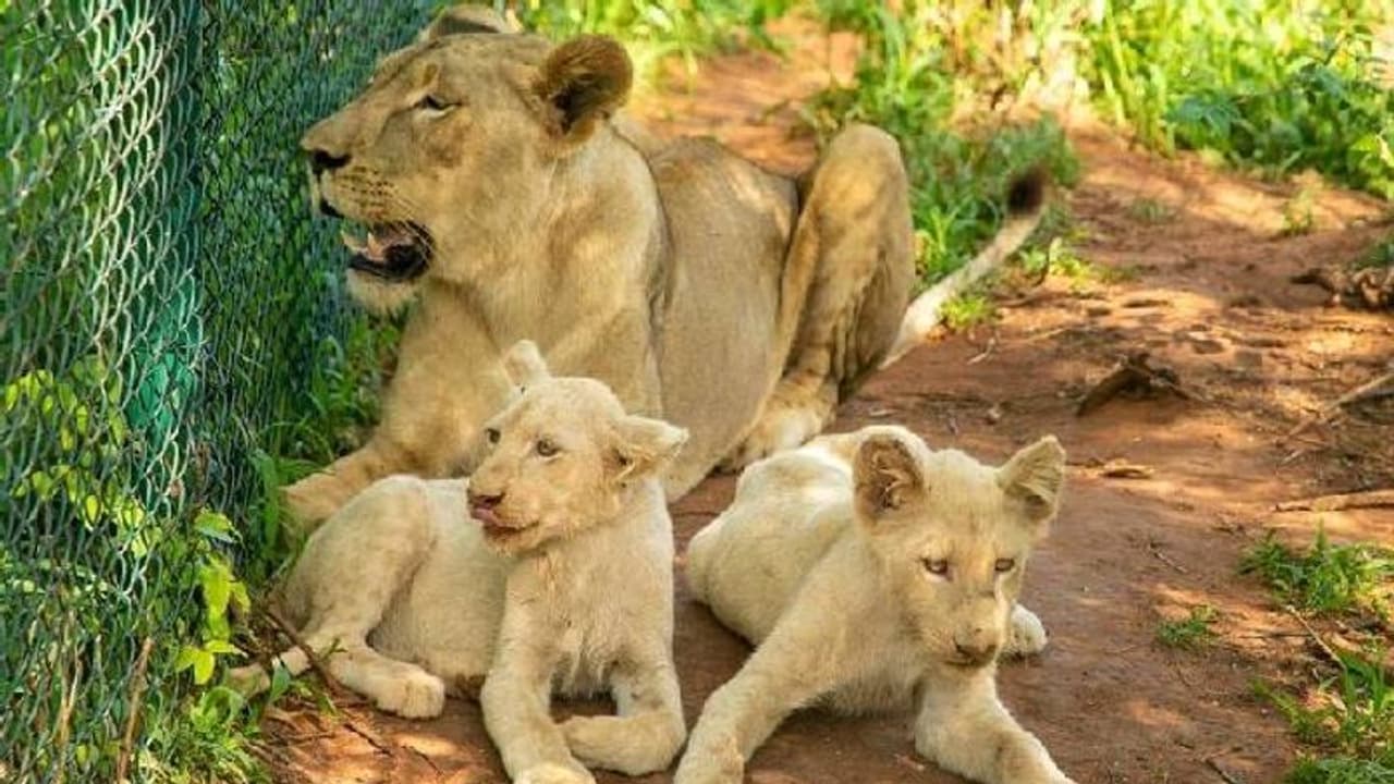 മൃ​ഗശാലയ്ക്കകത്ത് കയറി, മധ്യവയസ്കനെ സിംഹം കടിച്ചുകീറിക്കൊന്നു