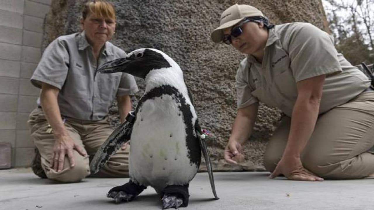പെൻഗ്വിന് കാലിൽ അണുബാധ; ഭേദമാകാൻ ഓർത്തോപീഡിക് പാദരക്ഷകൾ മേടിച്ചു നൽകി മൃഗശാല അധികൃതർ