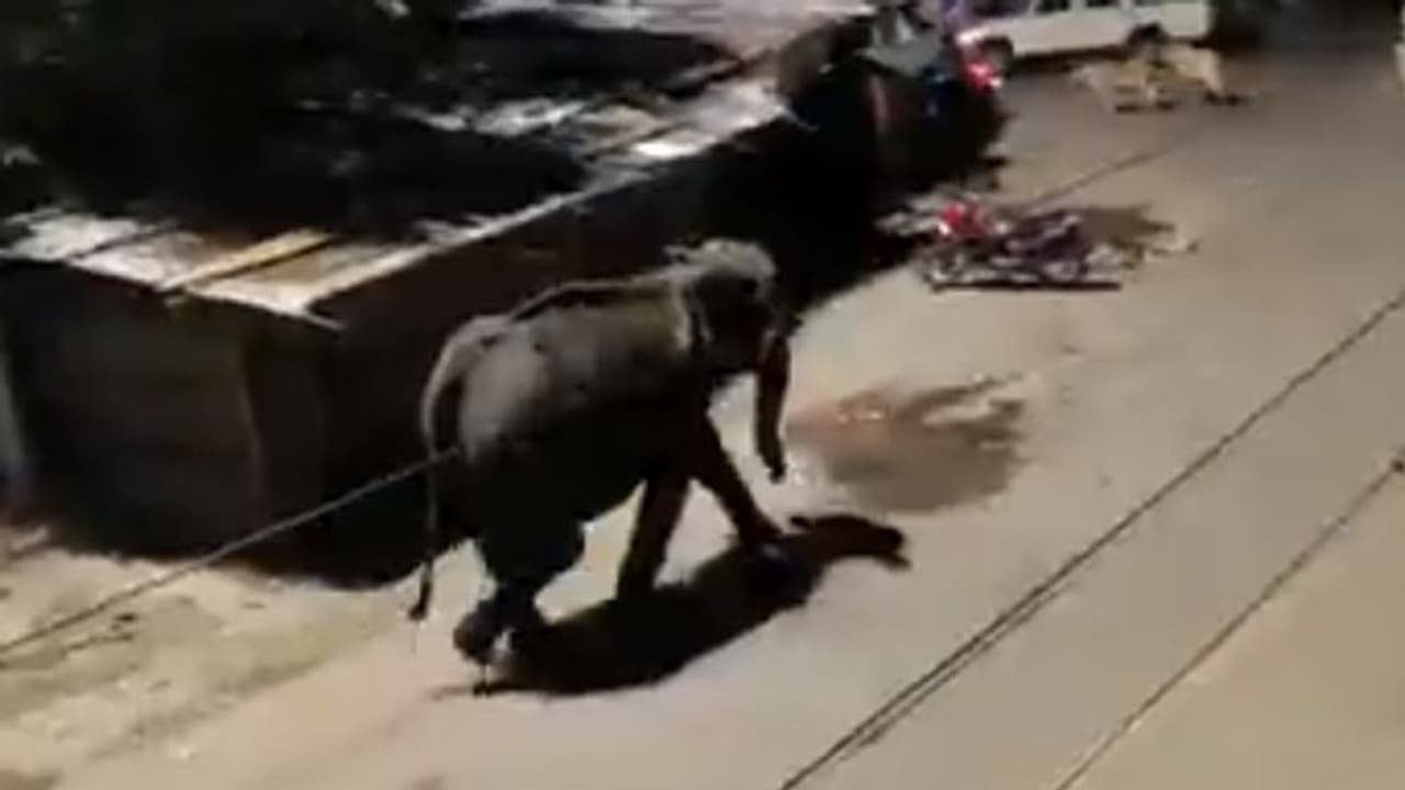 ಹಸಿವಿನಿಂದ ಕಂಗೆಟ್ಟ ಕಾಡಾನೆ ಭಾರತದ 7ನೇ ಅತೀ ದೊಡ್ಡ ನದಿ ದಾಟಿ ಪಟ್ಟಣಕ್ಕೆ ಎಂಟ್ರಿ, ವಿಡಿಯೋ ವೈರಲ್!