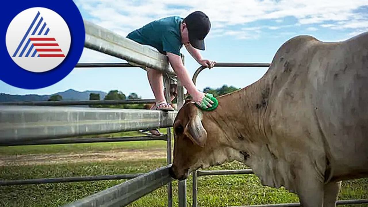 ಚೀನಾದ ವಿಜ್ಞಾನ, ದಿನಕ್ಕೆ 140 ಲೀಟರ್ ಹಾಲು ಕೊಡೋ 'Super Cow'! ಚೀನಾದ ವಿಜ್ಞಾನ, ದಿನಕ್ಕೆ 140 ಲೀಟರ್ ಹಾಲು ಕೊಡೋ 'Super Cow'!