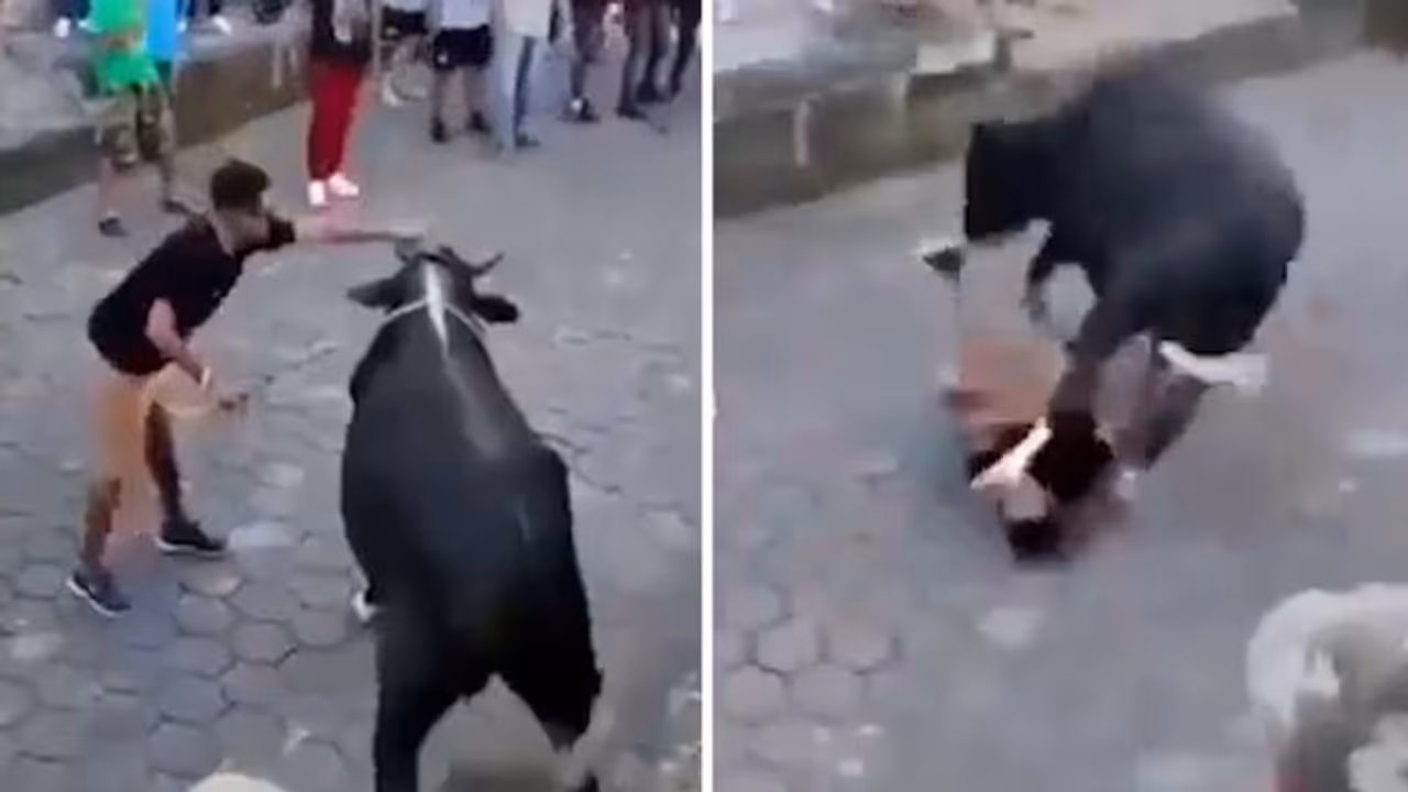 Watch: Bull stomps on man's face as he taunts the animal; Netizens say he deserved it