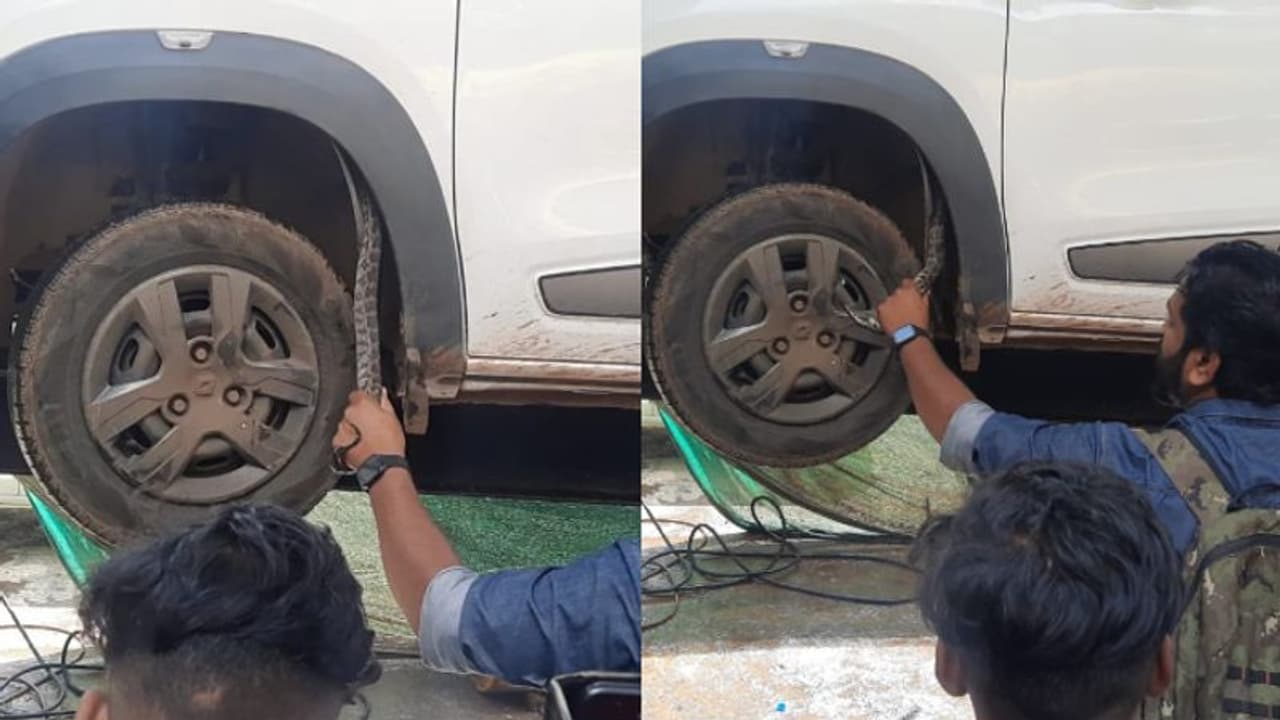 കാറിന്‍റെ ബോണറ്റില്‍ തലപൊക്കി, മണിക്കൂറുകൾ ശ്രമിച്ചിട്ടും പിടി തരാതെ പെരുമ്പാമ്പ്, പുറത്തെടുത്തപ്പോൾ കുഞ്ഞൻ