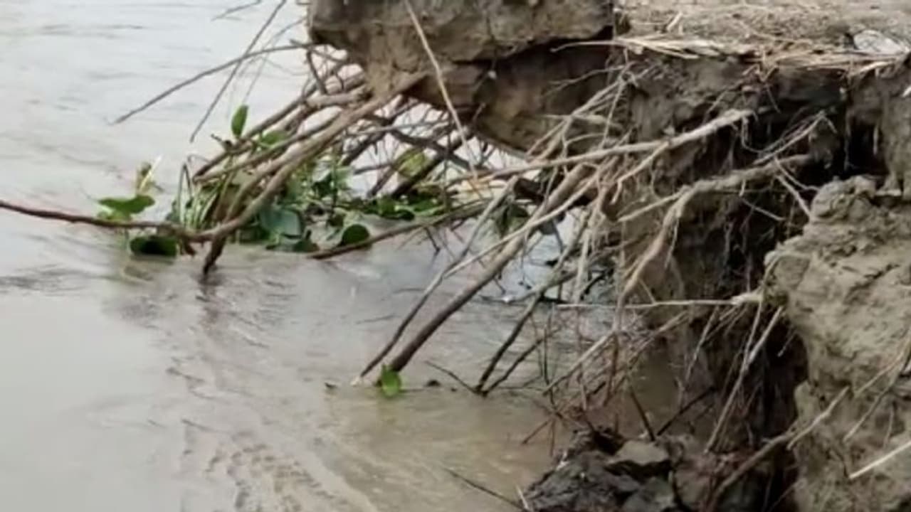 আগ্রাসী নদী ভাঙন 'গিলে খেল' ১০ মাসের শিশু সন্তানকে, কশী নদীর তীর জুড়ে শুধুই হাহাকার 