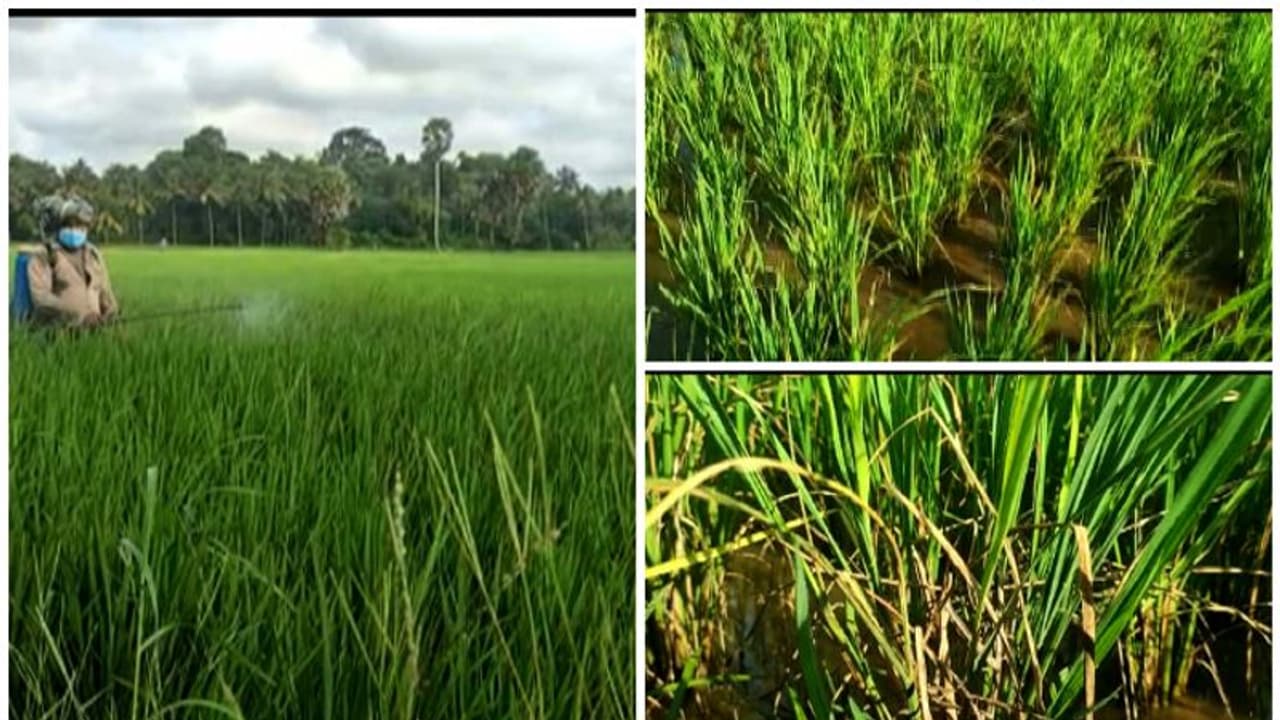 പാടശേഖരങ്ങളിൽ രോഗബാധ, ഓലകരിച്ചിലും ചിലന്തി മണ്ഡരിയും, മരുന്നടിച്ചിട്ടും ഫലമില്ലെന്ന് കർഷകർ