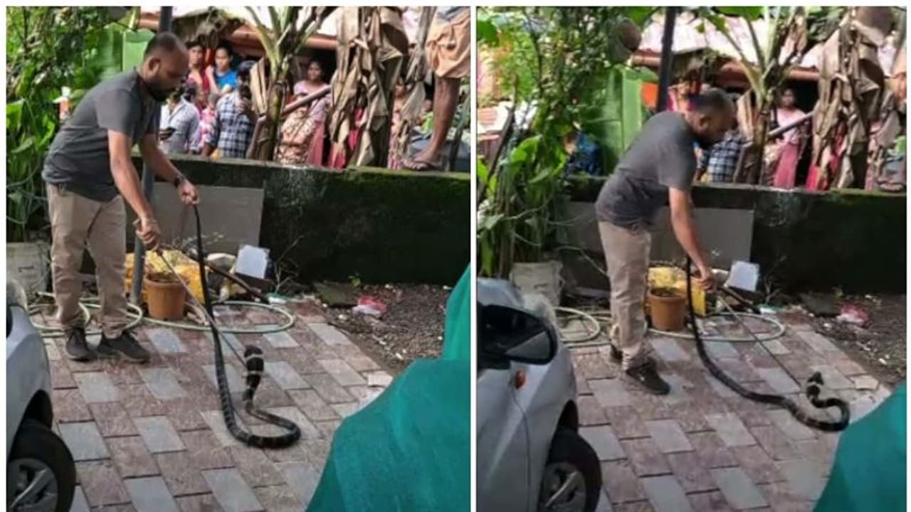 മലപ്പുറത്ത് നിന്ന് കോട്ടയത്തേക്ക് 'കാറിലെത്തി' രാജവെമ്പാല,വാവ സുരേഷിനും 'പിടികൊടുത്തില്ല'; ഒടുക്കം സംഭവിച്ചത് മലപ്പുറത്ത് നിന്ന് കോട്ടയത്തേക്ക് 'കാറിലെത്തി' രാജവെമ്പാല,വാവ സുരേഷിനും 'പിടികൊടുത്തില്ല'; ഒടുക്കം സംഭവിച്ചത്