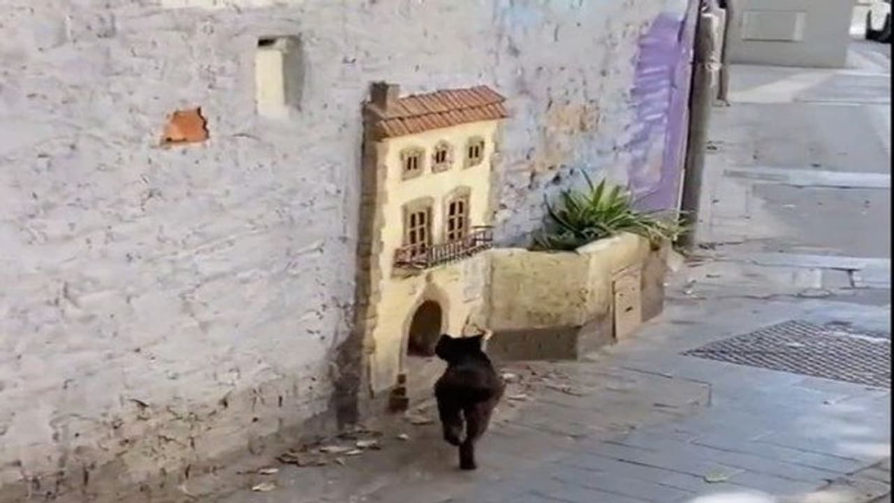 രാജകീയ കവാടം, ബാല്ക്കണി; മഹാനഗരത്തില് പൂച്ചക്കുട്ടിക്കൊരു 'ആഡംബര' വീട്! രാജകീയ കവാടം, ബാല്ക്കണി; മഹാനഗരത്തില് പൂച്ചക്കുട്ടിക്കൊരു 'ആഡംബര' വീട്!