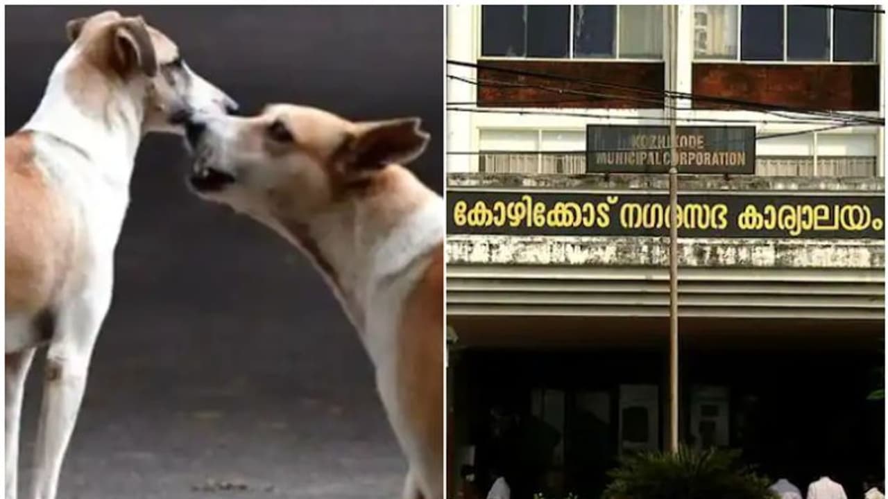 നായകളുടെ വന്ധ്യംകരണം:കർമപദ്ധതി ഉത്തരവിറക്കാതെ സർക്കാർ,വളർത്ത് നായക്കളുടെ ലൈസൻസ് പദ്ധതിയും പാളി നായകളുടെ വന്ധ്യംകരണം:കർമപദ്ധതി ഉത്തരവിറക്കാതെ സർക്കാർ,വളർത്ത് നായക്കളുടെ ലൈസൻസ് പദ്ധതിയും പാളി