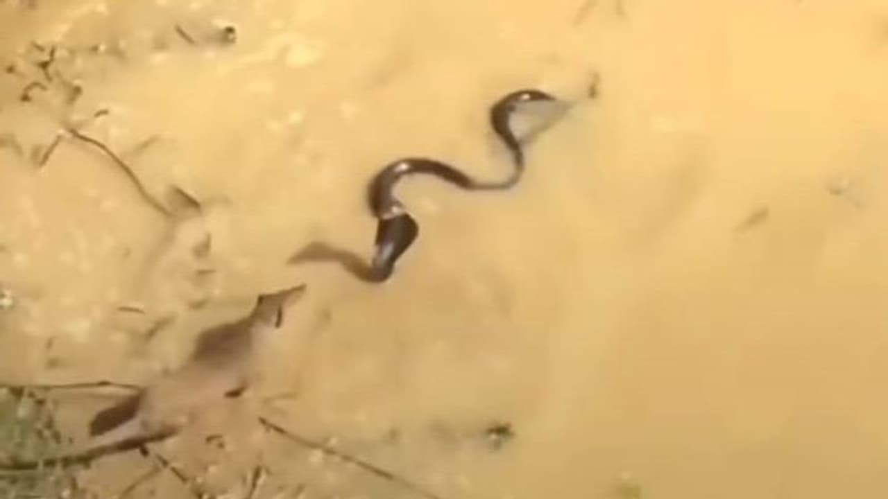 कभी देखी है सांप और नेवले की पानी में भिडंत? वीडियो में देखिए कौन किस पर भारी पड़ा कभी देखी है सांप और नेवले की पानी में भिडंत? वीडियो में देखिए कौन किस पर भारी पड़ा
