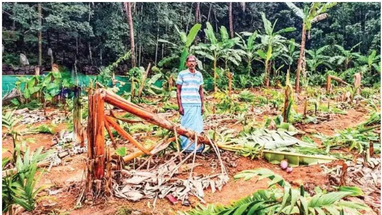 500 വാഴ, 250 കവുങ്ങ്; രാത്രി സാമൂഹ്യവിരുദ്ധർ വെട്ടി നശിപ്പിച്ചു, മലപ്പുറത്തെ കർഷകന് കണ്ണീർ, ലക്ഷങ്ങളുടെ നഷ്ടം