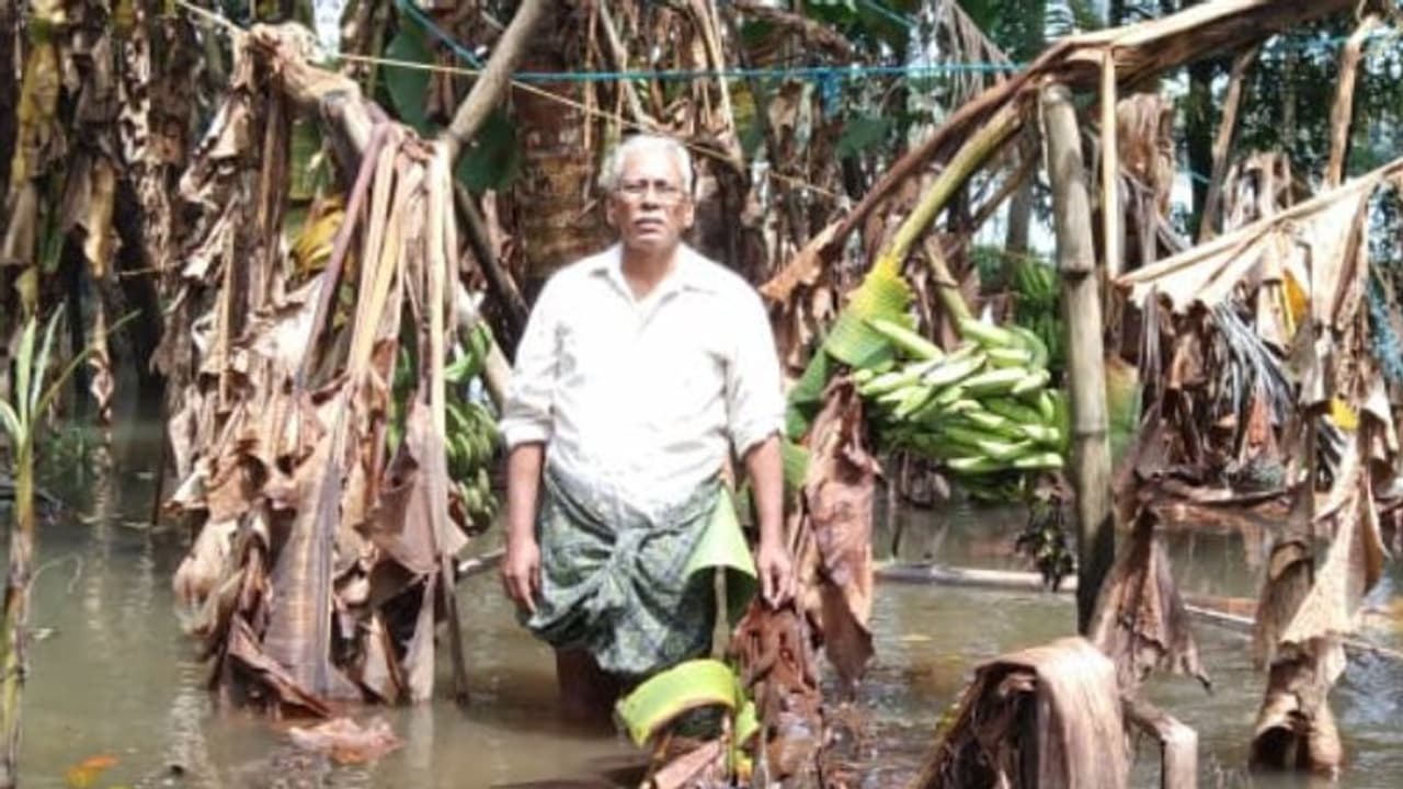 ആദ്യ വെള്ളപ്പൊക്കത്തിൽ സംരക്ഷണം നൽകി, പക്ഷേ ഇക്കുറി പ്രതീക്ഷ ഒടിഞ്ഞുവീണു; ഉമ്മർക്കുഞ്ഞിന്റേത് ചെറിയ നഷ്ടമല്ല ആദ്യ വെള്ളപ്പൊക്കത്തിൽ സംരക്ഷണം നൽകി, പക്ഷേ ഇക്കുറി പ്രതീക്ഷ ഒടിഞ്ഞുവീണു; ഉമ്മർക്കുഞ്ഞിന്റേത് ചെറിയ നഷ്ടമല്ല