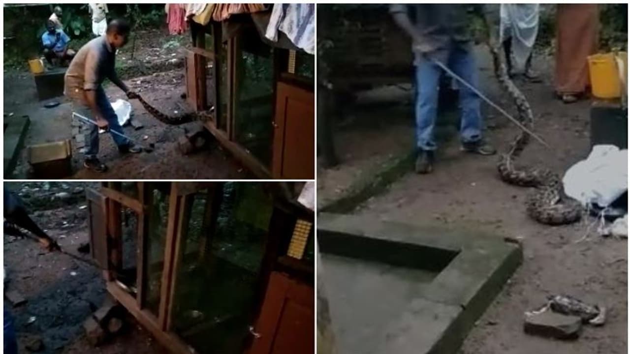 മലവെള്ളപ്പാച്ചിലിൽ കൊച്ചിയിലെ കോഴിക്കൂട്ടിൽ കൂറ്റൻ പെരുമ്പാമ്പ്; 2 കോഴികളെ അകത്താക്കി അനങ്ങാനായില്ല, പിടികൂടി