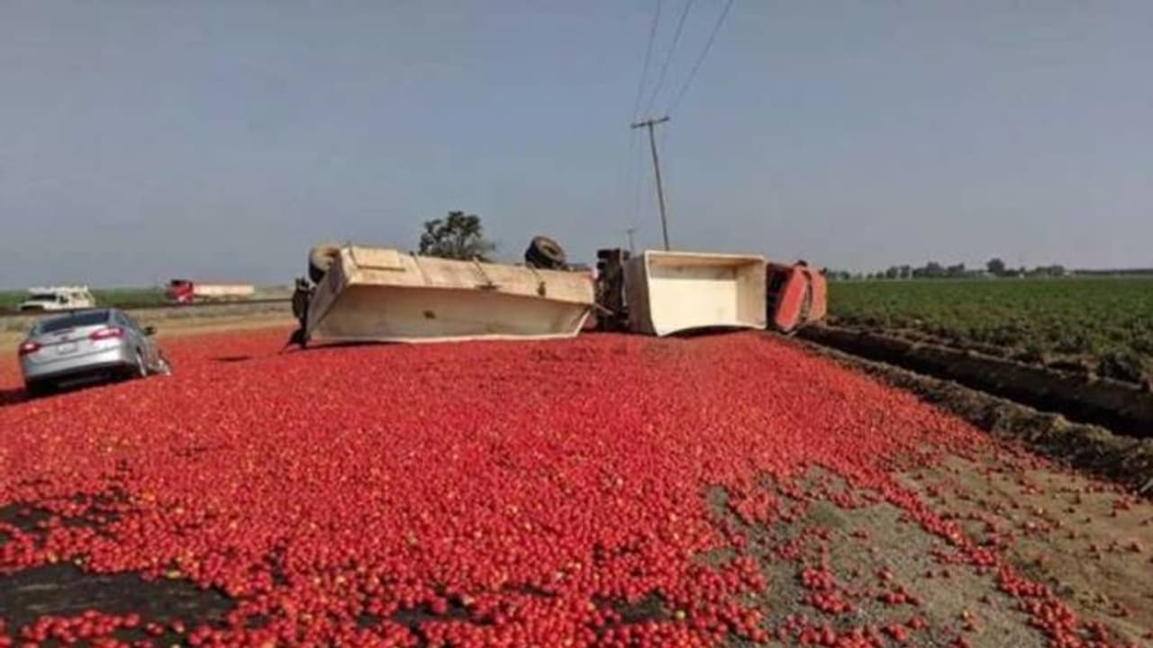 വണ്ടി മറിഞ്ഞു, റോഡിലേക്കൊഴുകിയത് ഒരുലക്ഷത്തിലധികം തക്കാളികൾ വണ്ടി മറിഞ്ഞു, റോഡിലേക്കൊഴുകിയത് ഒരുലക്ഷത്തിലധികം തക്കാളികൾ