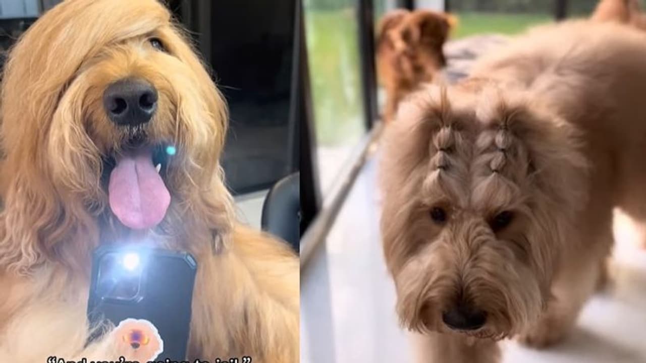 പെട്ടെന്ന് കണ്ടാല്‍ ഇത് ഏത് ജീവിയെന്ന് ചിന്തിക്കാം; ആള് നമ്മുടെ സ്വന്തം...