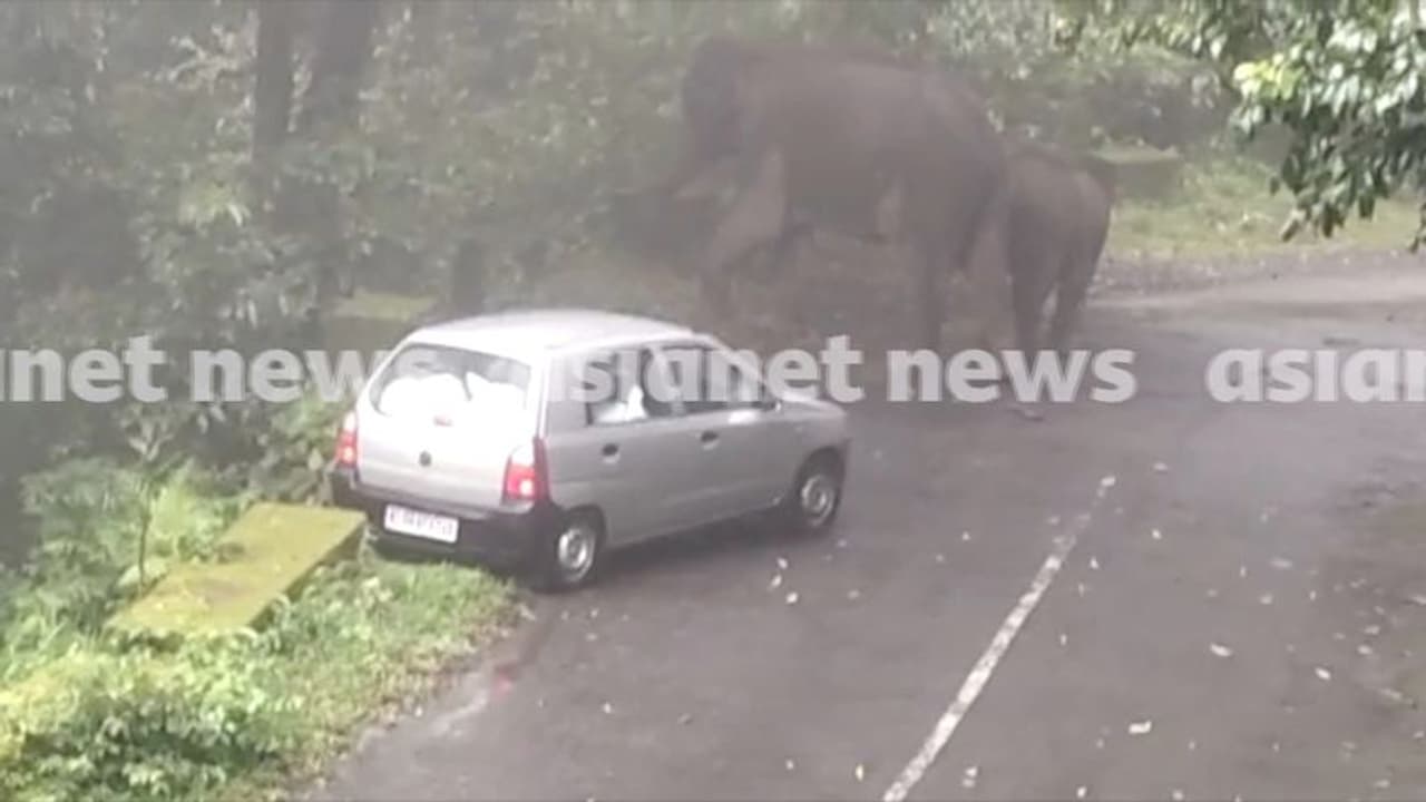 നെല്ലിയാമ്പതി ചുരത്തിൽ കാറിന് നേരെ പാഞ്ഞടുത്ത് കാട്ടാന വീഡിയോ 