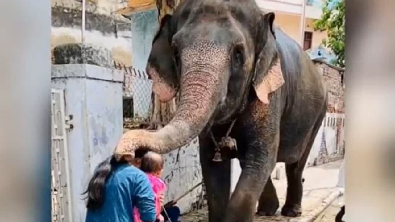 गणेश चतुर्थी पर गोद में बच्चे को लिए मां ने हाथी से मांगा आशीर्वाद.. फिर जो हुआ वो आपको भावुक कर देगा 