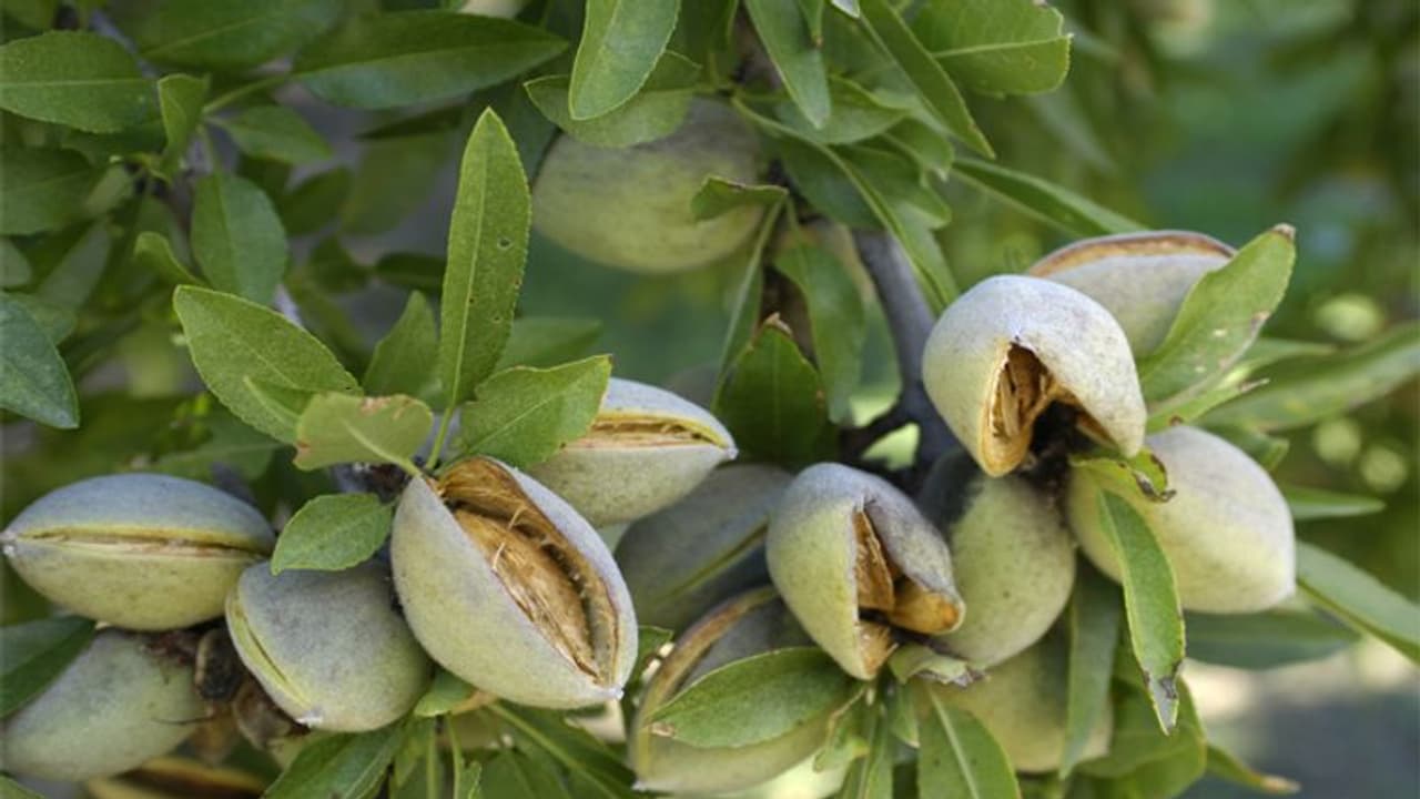 क्या आपने कभी खाए हैं हरे बादाम? नॉर्मल से होते हैं ज्यादा फायदेमंद, जानें इसके कमाल