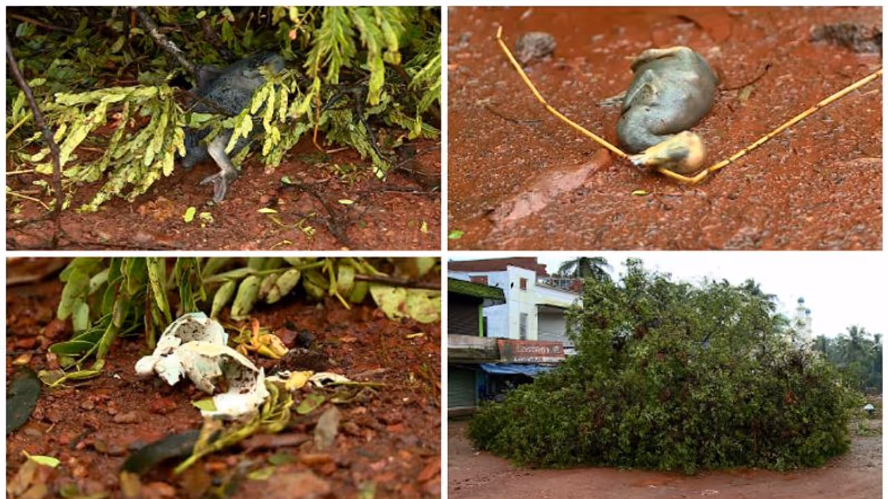മരംമുറിച്ചതിനെ തുടർന്ന് പക്ഷികൾ ചത്ത സംഭവം; റിപ്പോർട്ട് തേടി വനം, പൊതുമരാമത്ത് മന്ത്രിമാർ, കേസ് മരംമുറിച്ചതിനെ തുടർന്ന് പക്ഷികൾ ചത്ത സംഭവം; റിപ്പോർട്ട് തേടി വനം, പൊതുമരാമത്ത് മന്ത്രിമാർ, കേസ്