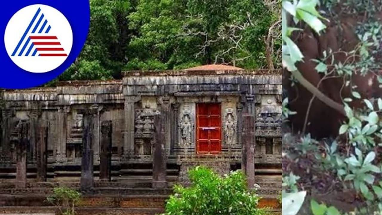 The Pepper Queen: ರಾಣಿ ಚೆನ್ನಭೈರಾದೇವಿ ಬಳಸುತ್ತಿದ್ದ ಬಾವಿಗೆ ಬೇಕಿದೆ ಕಾಯಕಲ್ಪ The Pepper Queen: ರಾಣಿ ಚೆನ್ನಭೈರಾದೇವಿ ಬಳಸುತ್ತಿದ್ದ ಬಾವಿಗೆ ಬೇಕಿದೆ ಕಾಯಕಲ್ಪ