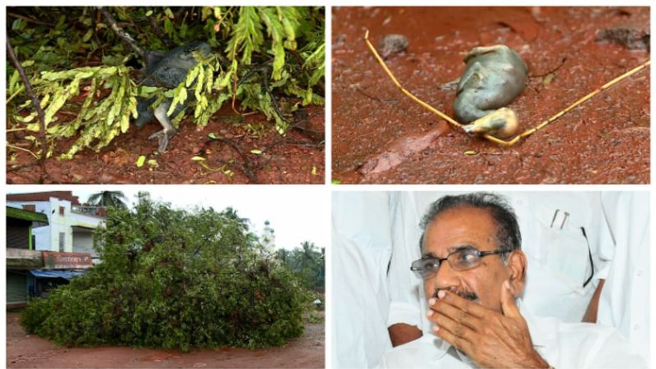 മലപ്പുറം:'മരം മുറിച്ചപ്പോള്‍ നീര്‍ക്കാക്കളെയും കുഞ്ഞുങ്ങളെയും നശിപ്പിച്ചത് ക്രൂരമായ നടപടി' എ കെ ശശീന്ദ്രന്‍