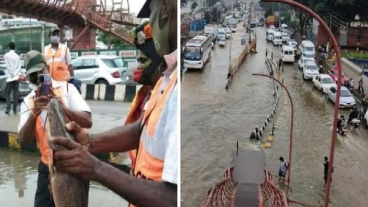 റോഡിന് നടുവിൽ മീനുമായി നിൽക്കുന്ന രക്ഷാപ്രവർത്തകൻ, ചിത്രം വൈറൽ റോഡിന് നടുവിൽ മീനുമായി നിൽക്കുന്ന രക്ഷാപ്രവർത്തകൻ, ചിത്രം വൈറൽ