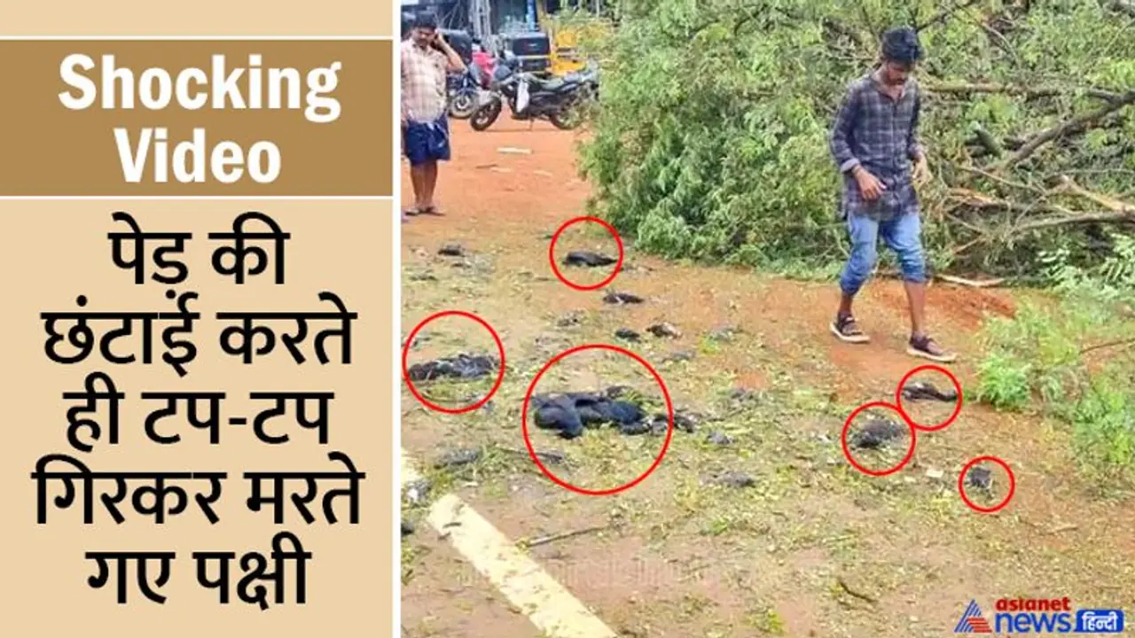 Shocking Video: बिना सोचे समझे JCB से गिरा दिया पेड़, डालियों के नीचे दबकर सैकड़ों पक्षियों की मौत Shocking Video: बिना सोचे समझे JCB से गिरा दिया पेड़, डालियों के नीचे दबकर सैकड़ों पक्षियों की मौत
