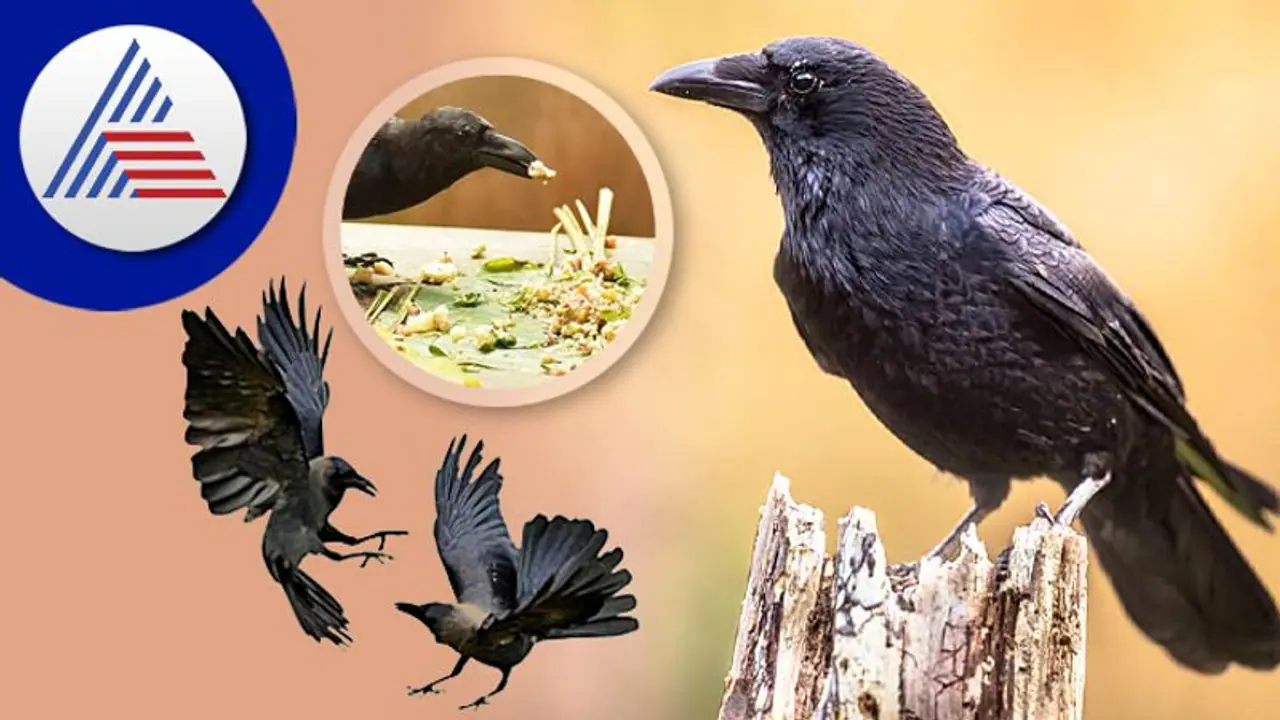 Astrology Tips: ಕಾಗೆ ನಿಮ್ಮ ಮುಂದೆ ಹೀಗೆ ಮಾಡಿದ್ರೆ ಸಾವು ನಿಶ್ಚಿತ Astrology Tips: ಕಾಗೆ ನಿಮ್ಮ ಮುಂದೆ ಹೀಗೆ ಮಾಡಿದ್ರೆ ಸಾವು ನಿಶ್ಚಿತ