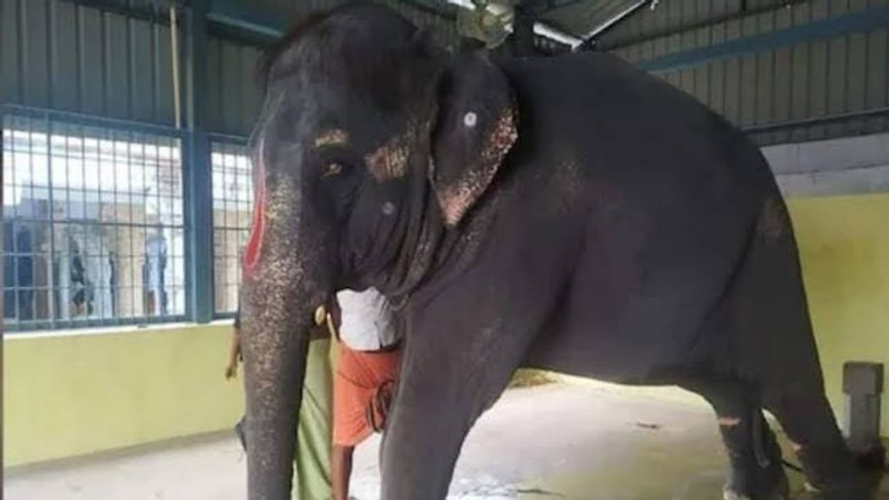 கோயில் யானை மீது மீண்டும் கொடூர தாக்குதல்..? யானையை திருப்பி கேட்ட அசாம் அரசு... தமிழகம் வந்த சிறப்பு குழு