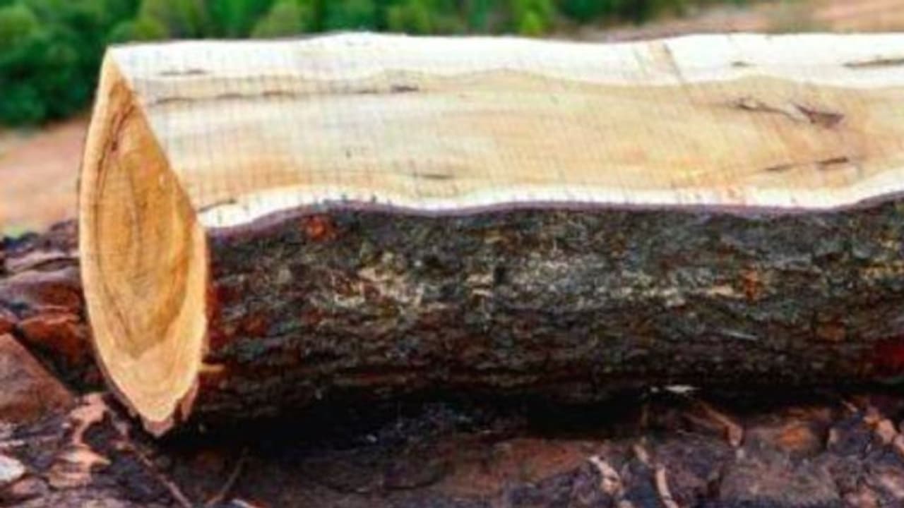 'ആ രാത്രി സിസിടിവി പ്രവർത്തിച്ചില്ല', ഗുരുവായൂരപ്പന്‍ കോളേജില്‍ ചന്ദന മരങ്ങൾ കുറ്റികളായി, സമരം തുടങ്ങി എസ്എഫ്ഐ